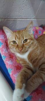 Rescue Domestic Short Hair and Tabby Cats for Adoption in Hartwell, Georgia - 7278 Cricket | PetCurious