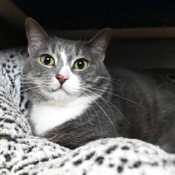 Lola -  Domestic Short Hair Cat for Adoption in West Palm Beach, Florida - Lola | PetCurious