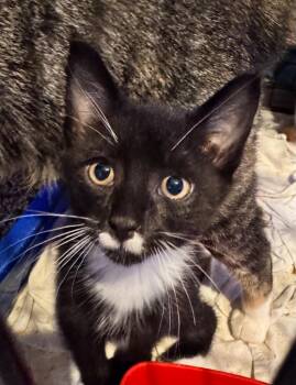 Hector Barn -  Domestic Short Hair Cat for Adoption in Gorham, Maine - Hector Barn | PetCurious