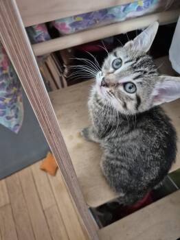 Wool -  Domestic Short Hair Cat for Adoption in Wheaton, Illinois - Wool | PetCurious
