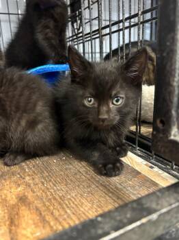 Happy -  Domestic Short Hair Cat Available for Adoption in Algona, Iowa - Happy | PetCurious