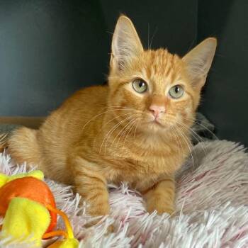 Wasabi -  Domestic Short Hair Cat for Adoption in Kyle, Texas - Wasabi | PetCurious