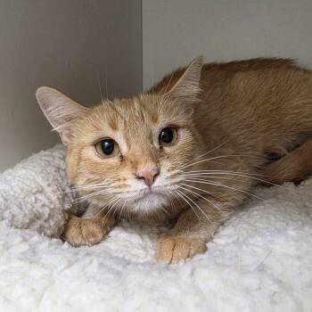 Jessica -  Domestic Short Hair Cat for Adoption in Oshkosh, Wisconsin - Jessica | PetCurious