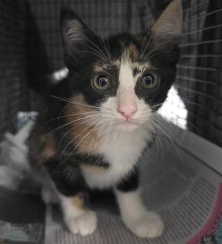 Domestic Short Hair Cats Available for Adoption in Fort Lauderdale, Florida - LIBBY | PetCurious