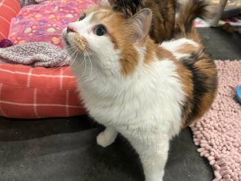 Domestic Medium Hair Cats Available for Adoption - Syrah | PetCurious