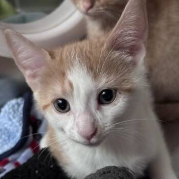 Luna Moth -  Domestic Short Hair Cat for Adoption in Allegan, Michigan - Luna Moth | PetCurious