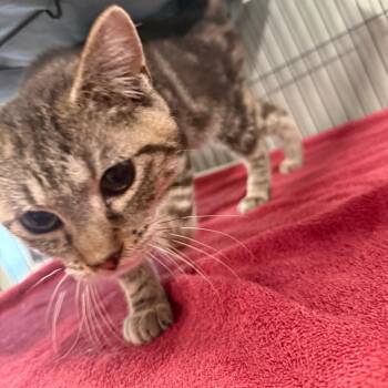 Checkmate -  Domestic Short Hair Cat for Adoption in Waldorf, Maryland - Checkmate | PetCurious