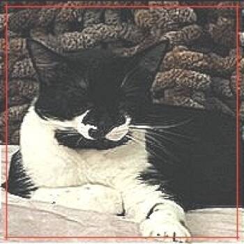 Rescue Domestic Short Hair Cats for Adoption in Cumming, Georgia - Gabe | PetCurious