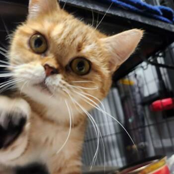 Marigold -  Scottish Fold and Abyssinian Cat for Adoption in Hampton Bays, New York - Marigold | PetCurious