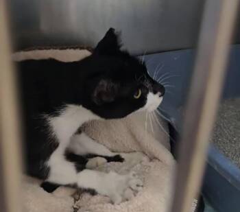 Frita -  Domestic Short Hair Cat for Adoption - Frita | PetCurious