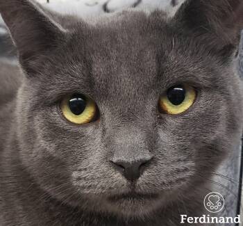 Rescue Domestic Short Hair Cats for Adoption in Montreal, Quebec - Ferdinand | PetCurious