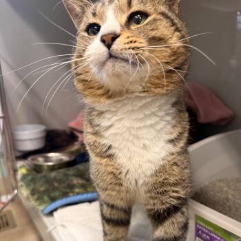 Domestic Short Hair Cats Available for Adoption - Top Cat | PetCurious