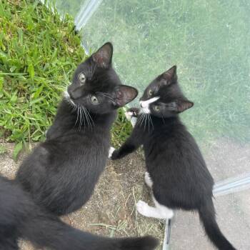 Zorillo -  Domestic Short Hair Cat for Adoption in Rocky Mount, Virginia - Zorillo | PetCurious
