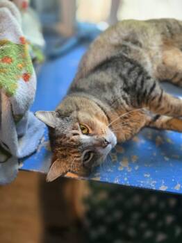 Domestic Short Hair Cats Available for Adoption in Vancouver, Washington - Buddy | PetCurious