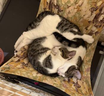 Rescue Tabby Cats for Adoption in Vails Gate, New York - Sebastian | PetCurious