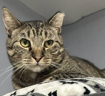 Rescue Tabby Cats for Adoption in Columbus, Ohio - Tammy | PetCurious