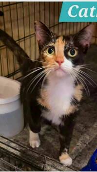 Cathy  -  Domestic Short Hair Cat Available for Adoption in Mount Pleasant, Texas - Cathy  | PetCurious