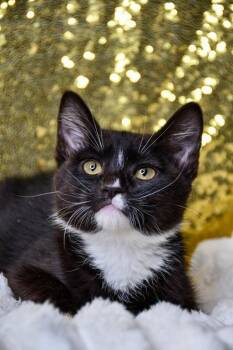 Wade -  Domestic Short Hair Cat for Adoption in Yakima, Washington - Wade | PetCurious