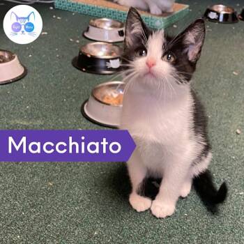 Rescue Domestic Short Hair Cats for Adoption in Penfield, New York - Macchiato | PetCurious
