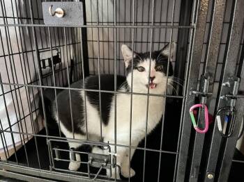 Cookie -  Domestic Short Hair Cat Available for Adoption in Virginia Beach, Virginia - Cookie | PetCurious