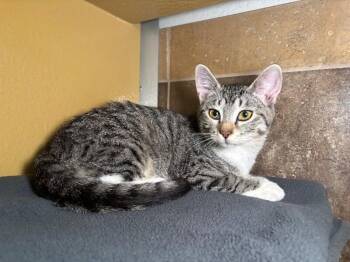 Domestic Short Hair Cats Available for Adoption - Doritoes | PetCurious