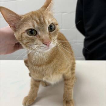 Domestic Short Hair Cats Available for Adoption in Beaumont, Texas - Nyx | PetCurious