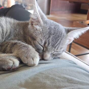 Chimp -  Domestic Short Hair Cat for Adoption in Boulder, Colorado - Chimp | PetCurious
