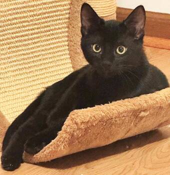 Rescue Domestic Short Hair Cats for Adoption in Lombard, Illinois - Cassandra | PetCurious