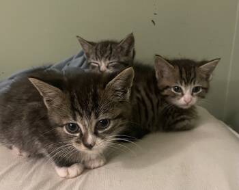 Rescue Domestic Short Hair and Tabby Cats for Adoption in Wilmington, North Carolina - Froggy | PetCurious