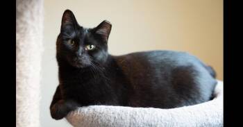 Domestic Short Hair Cats Available for Adoption - Binx | PetCurious
