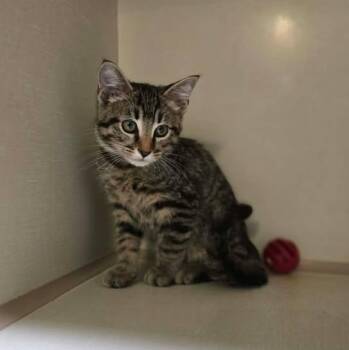 Walt Whiskers -  Domestic Short Hair Cat for Adoption in Winthrop, Maine - Walt Whiskers | PetCurious