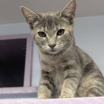 Jenny -  Domestic Short Hair Cat for Adoption in Fenton, Michigan - Jenny | PetCurious