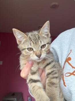Riley -  Tabby Cat for Adoption in San Antonio, Texas - Riley | PetCurious