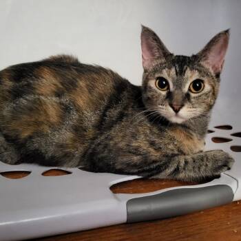 Rescue Domestic Short Hair Cats for Adoption in Los Angeles, California - Willow | PetCurious