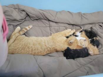 Diamond -  Domestic Short Hair Cat for Adoption in Syracuse, Indiana - Diamond | PetCurious