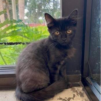 Whitney -  Domestic Short Hair Cat for Adoption in West Palm Beach, Florida - Whitney | PetCurious