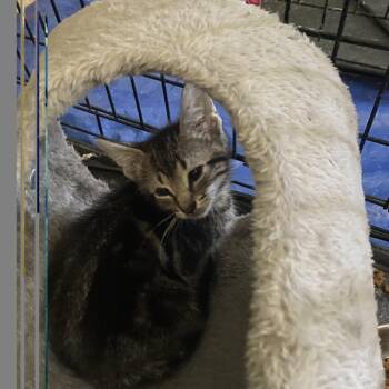 Greyson -  Tabby Cat for Adoption in Hopkinsville, Kentucky - Greyson | PetCurious