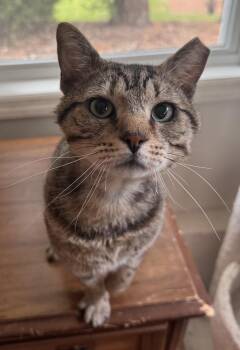 Baked Potato -  Domestic Short Hair Cat Available for Adoption in Sanford, North Carolina - Baked Potato | PetCurious