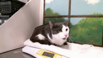MR.RIME -  Domestic Short Hair Cat for Adoption in Houston, Texas - MR.RIME | PetCurious