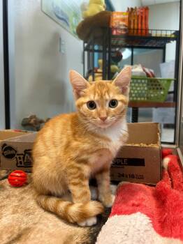 MIKIE -  Domestic Short Hair Cat for Adoption in Holbrook, New York - MIKIE | PetCurious