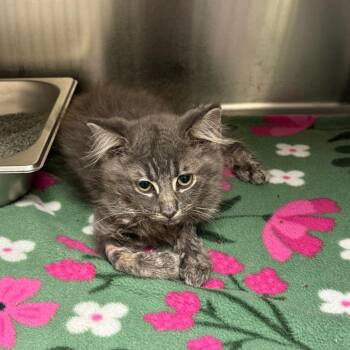 Evel K -  Domestic Medium Hair Cat for Adoption in Columbus, Georgia - Evel K | PetCurious