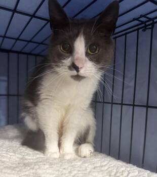 Domestic Short Hair Cats Available for Adoption in New York, New York - Catalina  | PetCurious