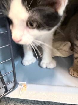 Scrumpsh -  Domestic Short Hair Cat for Adoption in Fort Collins, Colorado - Scrumpsh | PetCurious