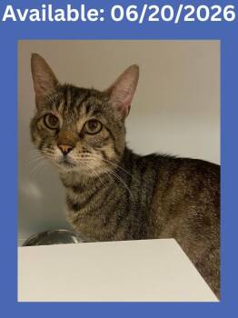 Cat Condo #22 -  Domestic Short Hair and Mixed Breed Cat for Adoption in Greenville, Texas - Cat Condo #22 | PetCurious