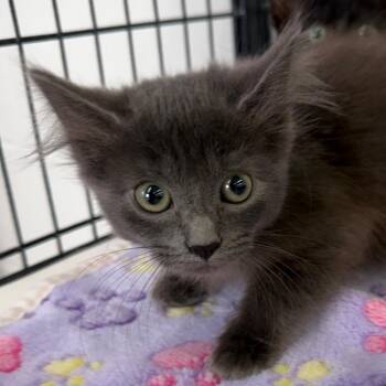 Fay -  Domestic Short Hair Cat Available for Adoption in Montgomery, Alabama - Fay | PetCurious