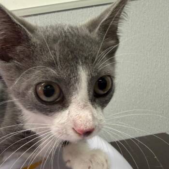 Miso -  Domestic Short Hair Cat for Adoption in Tampa, Florida - Miso | PetCurious