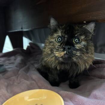 Muffin -  Domestic Medium Hair Cat for Adoption in Bedford, New Hampshire - Muffin | PetCurious