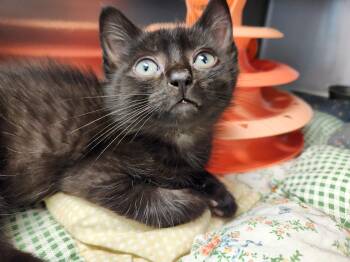 Mission -  Domestic Short Hair Cat for Adoption in Liberty, Missouri - Mission | PetCurious