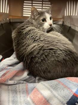 Domestic Short Hair Cats Available for Adoption in Palmetto, Florida - A135284 | PetCurious