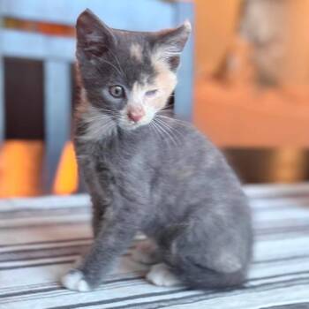 Gaia -  Domestic Short Hair Cat for Adoption in Nampa, Idaho - Gaia | PetCurious